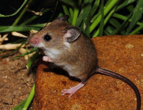 Image of Gray African Climbing Mouse -- Grey Climbing Mouse