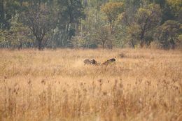 Image of Blesbok