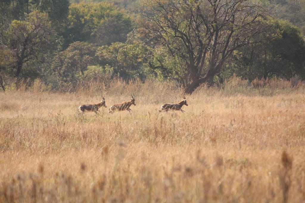 Image of Blesbok