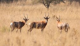 Image of Blesbok