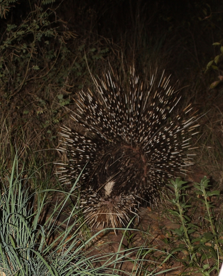 Image of African Porcupine