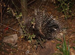 Image of African Porcupine