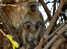 Image of Malbrouck Monkey