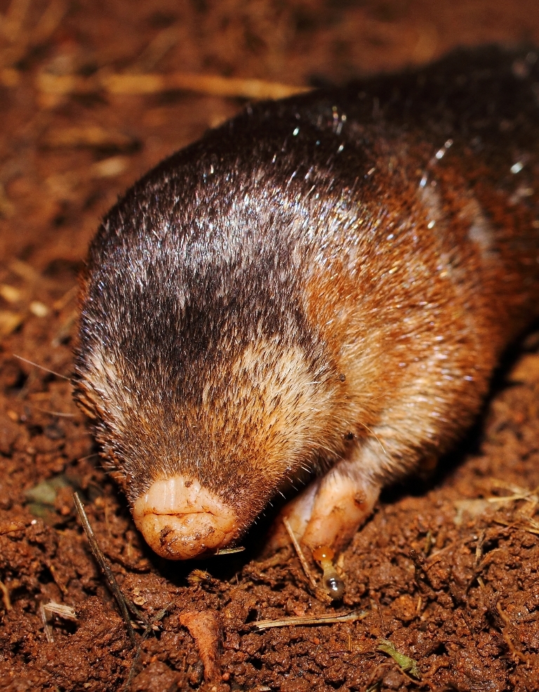 Image of Golden Moles