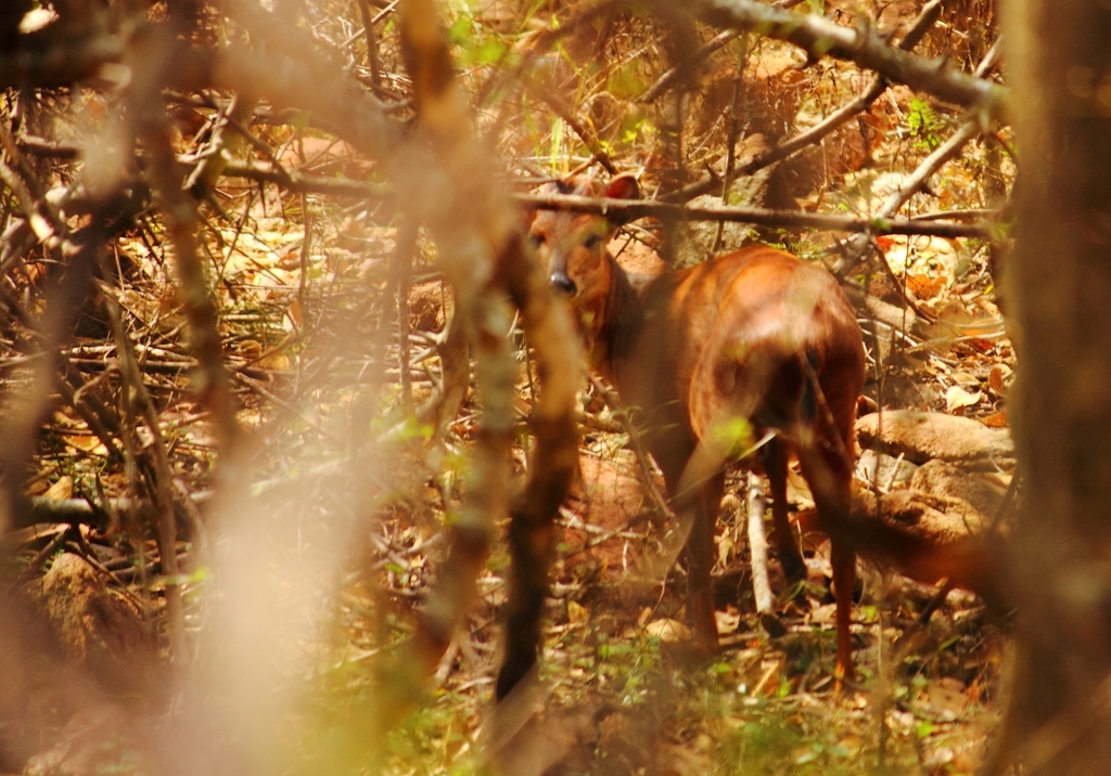 Image of Bushbuck