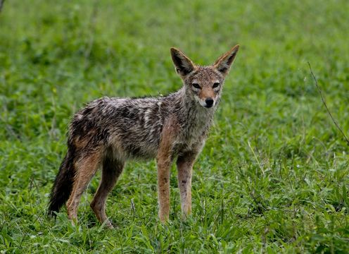 Image of Side-striped Jackal