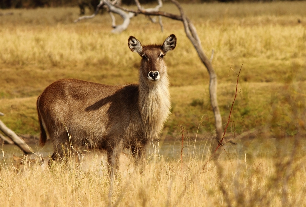 Image of Ellipsen Waterbuck