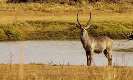 Image of Ellipsen Waterbuck