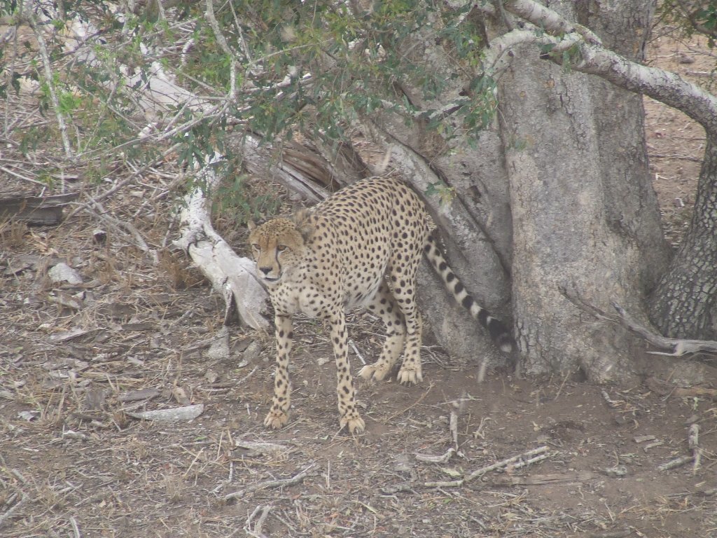 Image de Acinonyx Brookes 1828