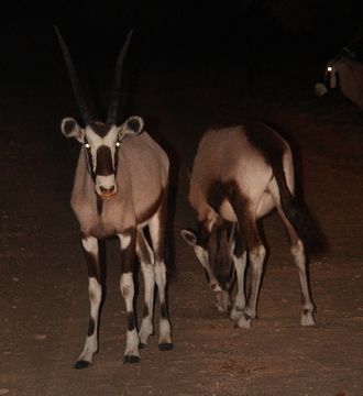 Image of Gemsbok