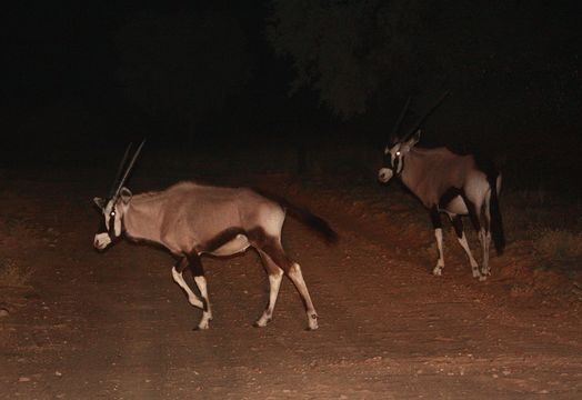 Image of Gemsbok