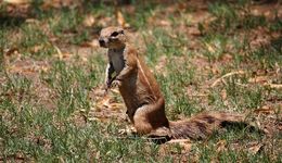 Image of Cape Ground Squirrel