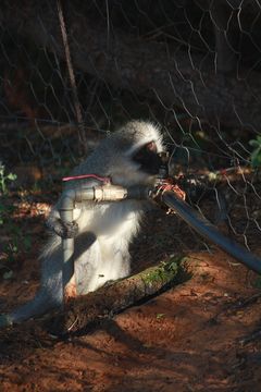 Image of Vervet Monkey