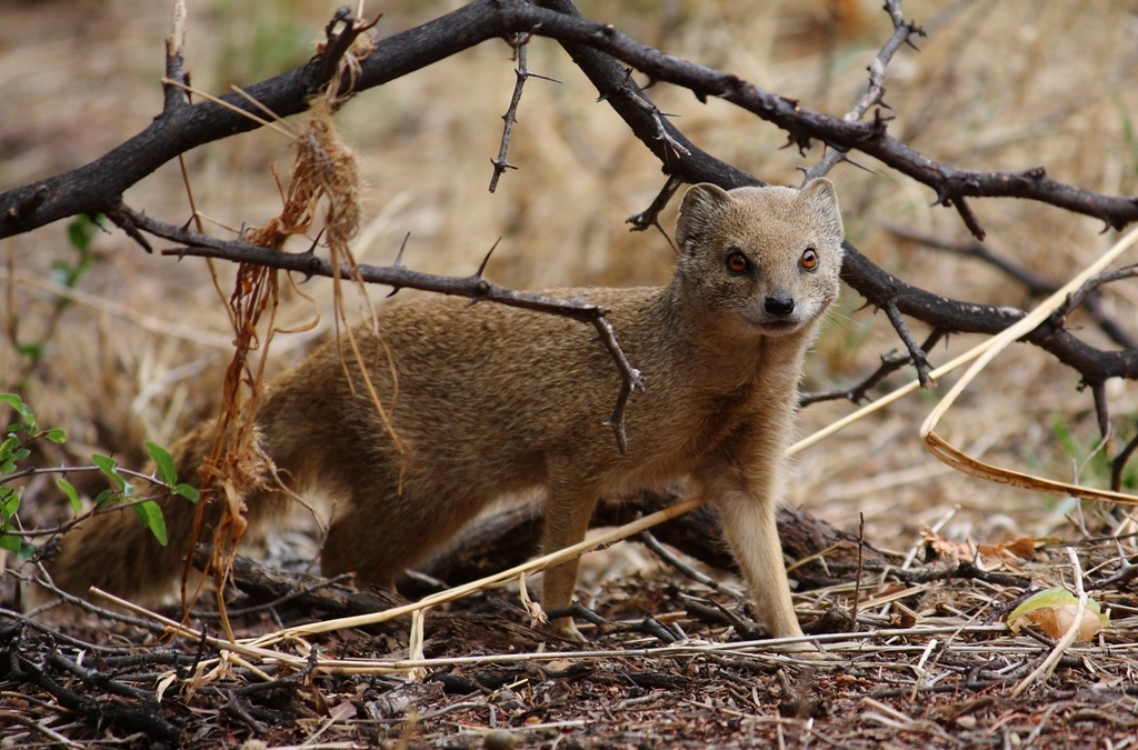 Image of Yellow Mongoose