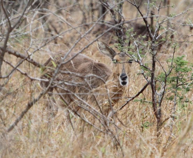 Image of Southern Reedbuck