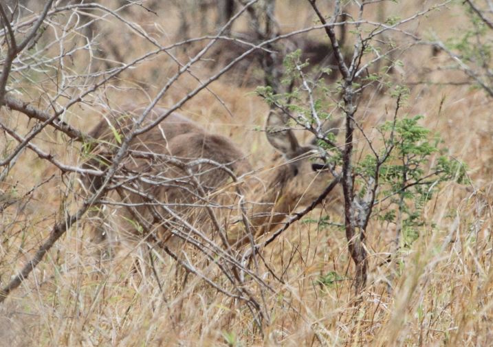 Image of Southern Reedbuck