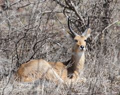 Image of Southern Reedbuck