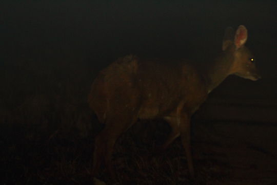 Image of Bushbuck