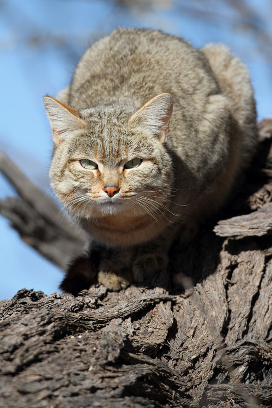 Image of wild cat