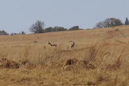 Image of Blesbok