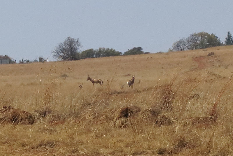 Image of Blesbok