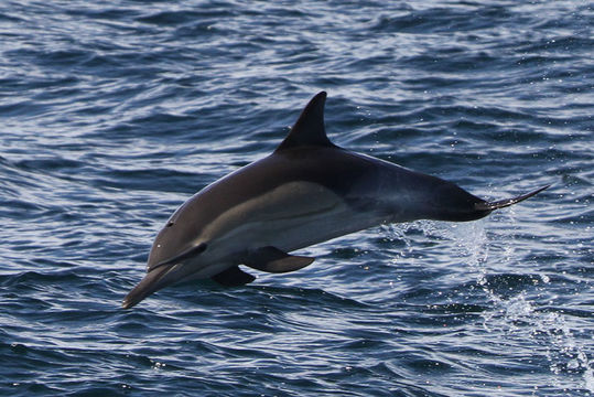 Image of common dolphins