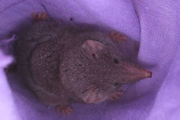 Image de Crocidura cyanea (Duvernoy 1838)