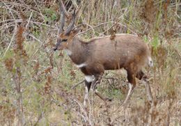 Image of Bushbuck