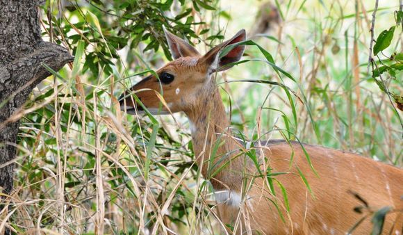 Image of Bushbuck