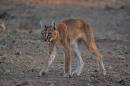 Image of Caracal