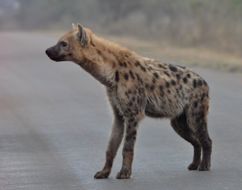 Image of Spotted Hyaenas