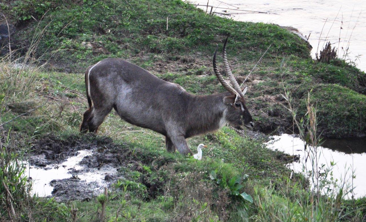 Image of Ellipsen Waterbuck