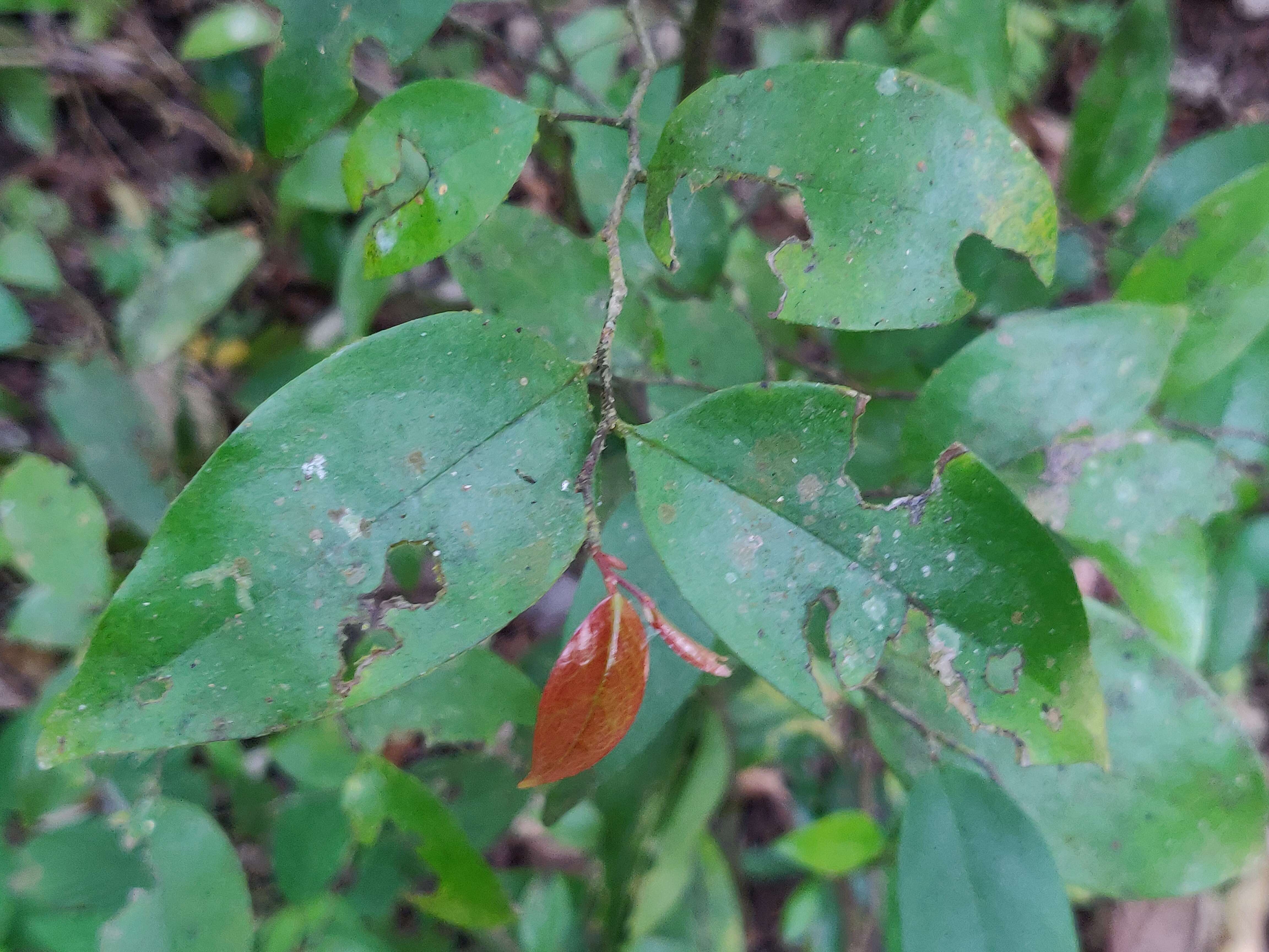 Image of Orophea thomsonii Bedd.