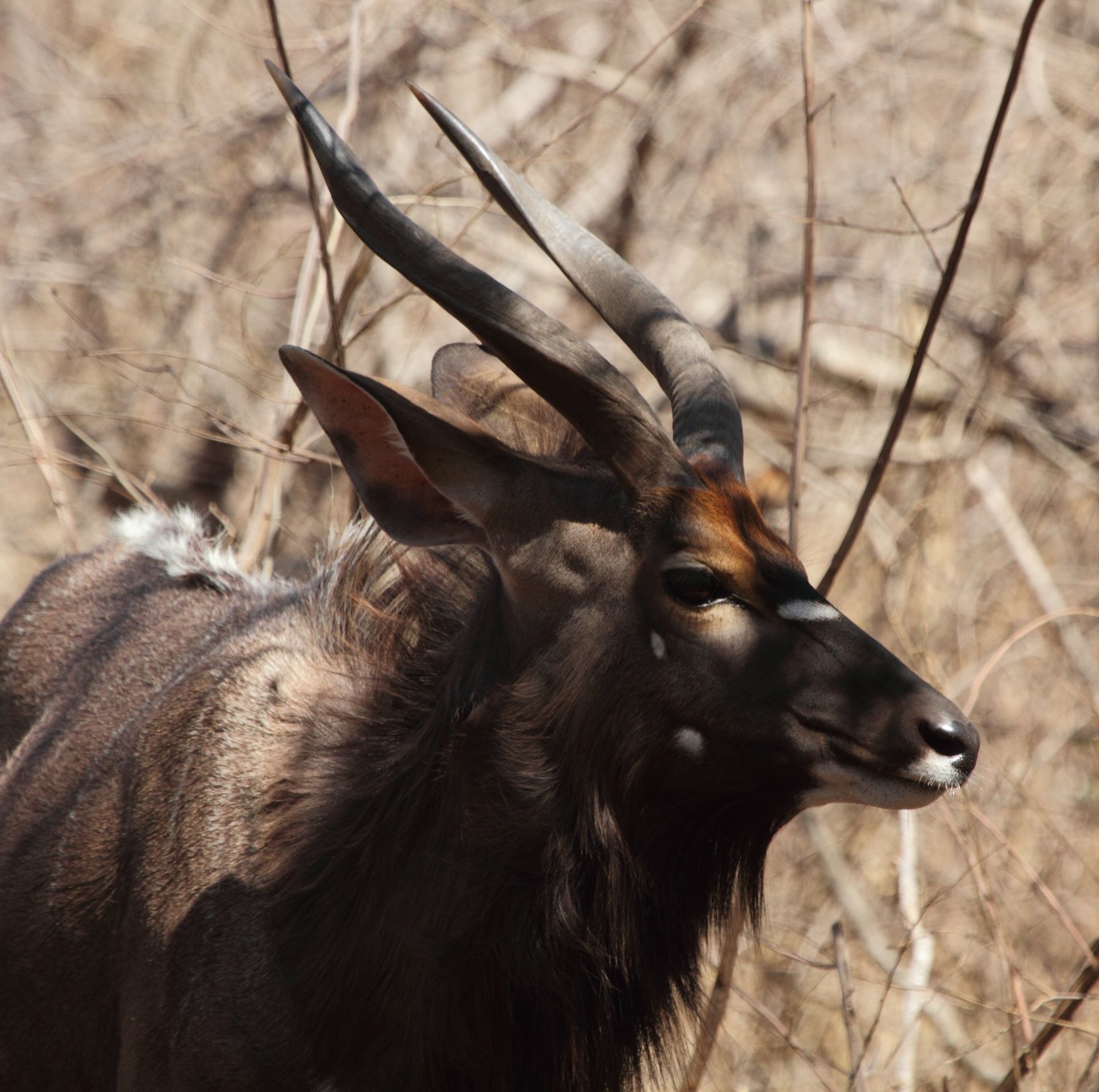 Image of Nyala