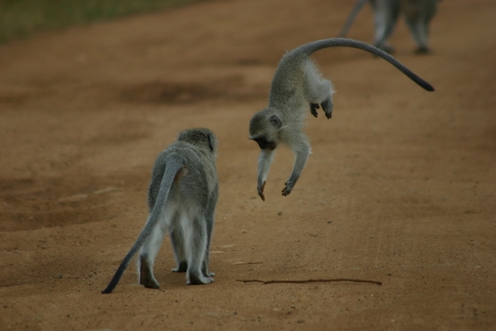 Image of Vervet Monkey