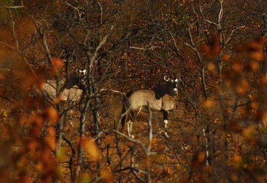 Image of Gemsbok