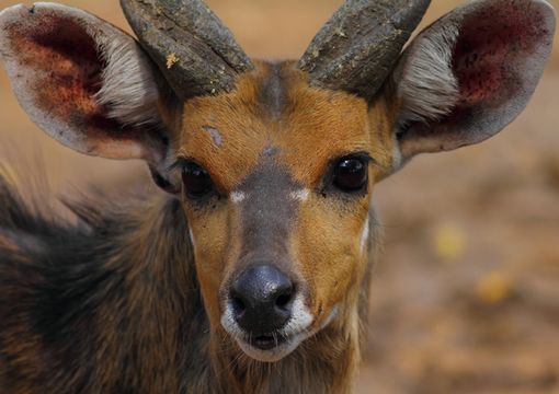 Image of Bushbuck