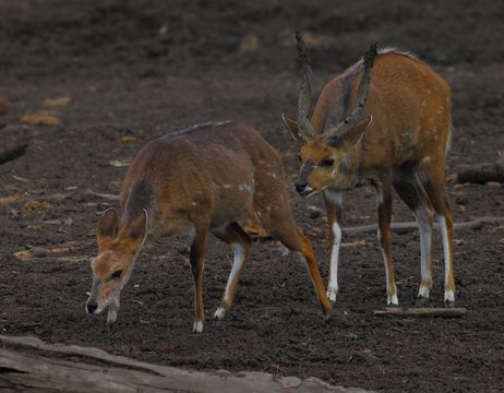 Image of Bushbuck