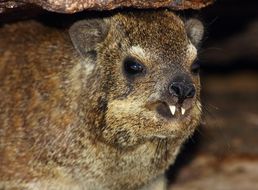 Image of Rock Hyrax