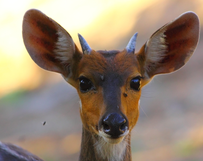 Image of Bushbuck