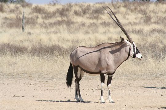 Image of Gemsbok