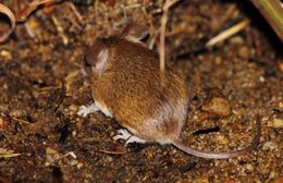 Image of Pygmy Mouse