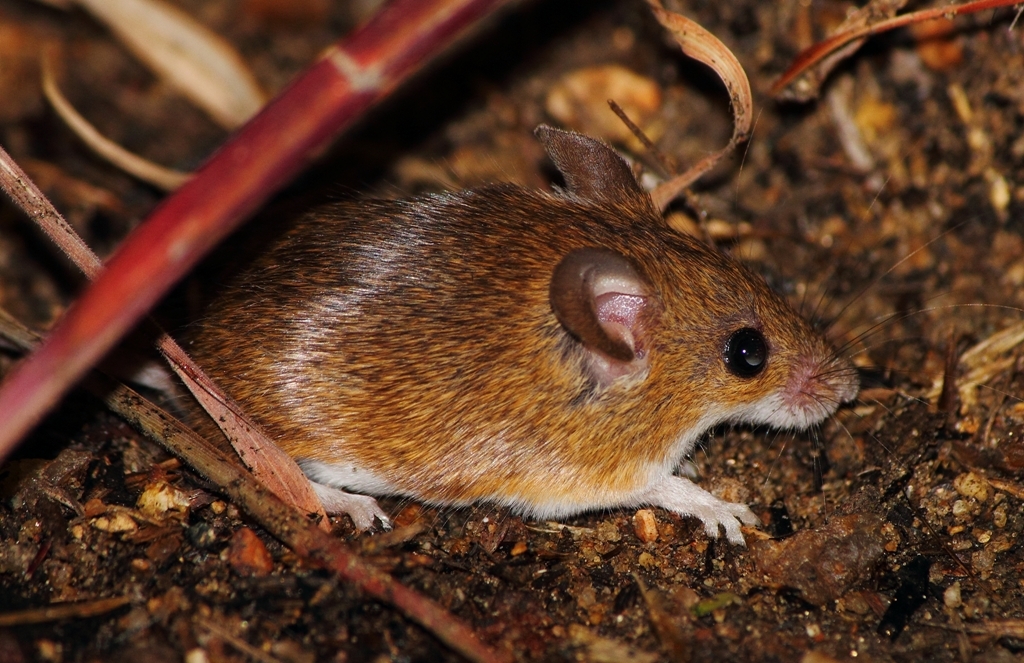 Image of Pygmy Mouse