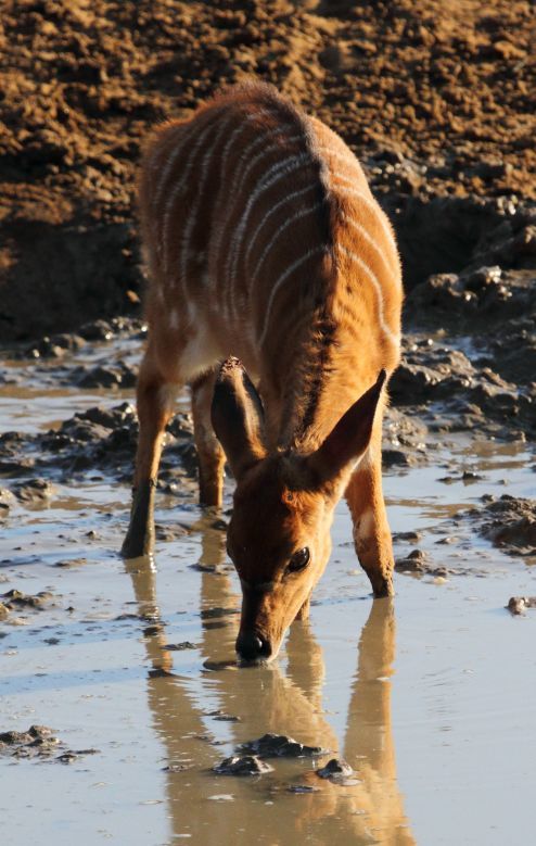 Image of Nyala