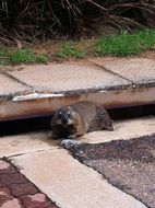 Image of Rock Hyrax