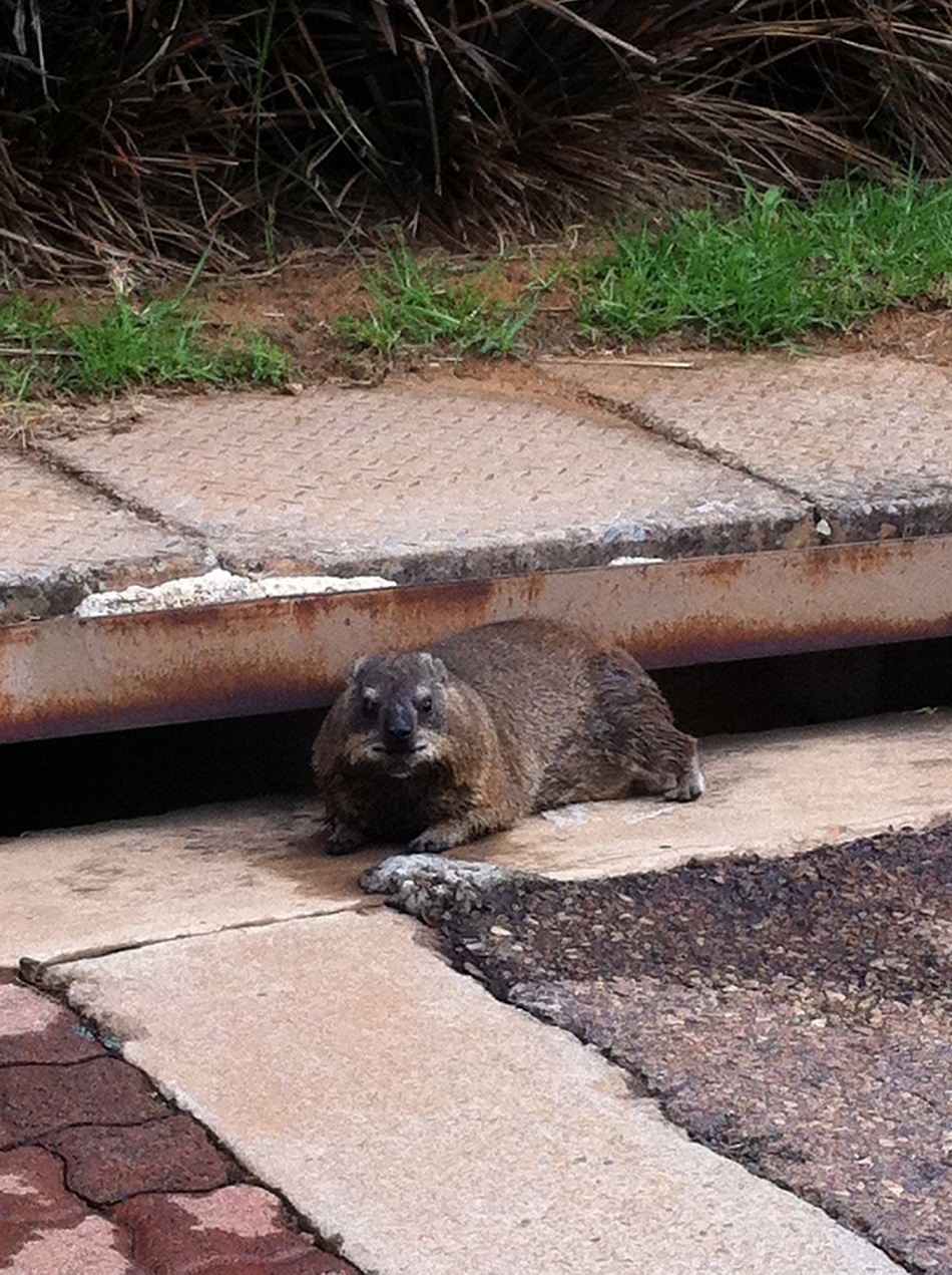 Image of Rock Hyrax