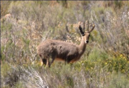 Image of Grey Rhebok