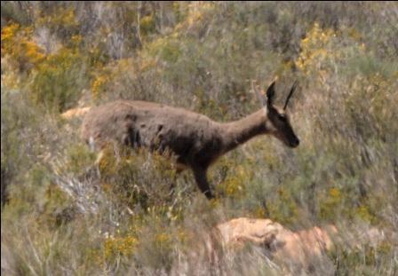 Image of Grey Rhebok