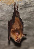 Image of horseshoe bats