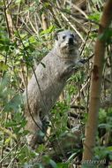 Image of Tree hyrax